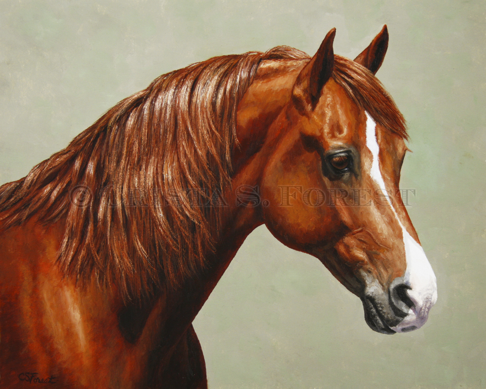 Oil painting of chestnut Morgan horse by equine artist Crista Forest, ForestStudios.com. Fine Art Prints available